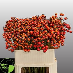 Rosa Mandarin Hiphop 80cm