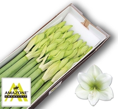 Hippeastrum Casablanca 70cm