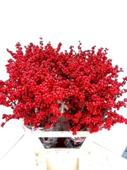 Ilex Magical Supreme Red 90cm