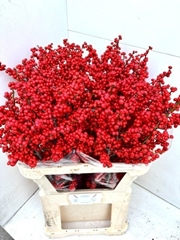 Ilex Magical Supreme Red 80cm