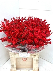 Ilex Magical Supreme Red 70cm