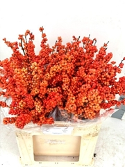 Ilex Verticillata Winter Gold 60cm