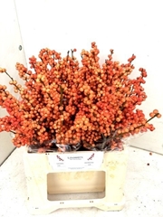 Ilex Verticillata Winter Gold 40cm