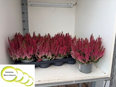 Calluna Vulgaris Garden Girls Milva 12Ø 25cm