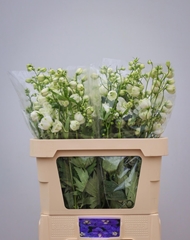 Delphinium Double Centurion White 80cm