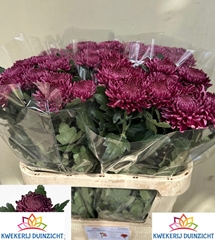 Chrysanth Single Bigoudi Purple 80cm 130gr.