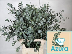 Eucalyptus Gunnii Azura 95cm