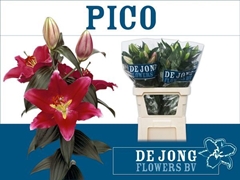 Lily Oriental Pico 80cm 4+