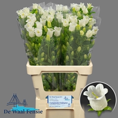 Campanula Champion White 70cm