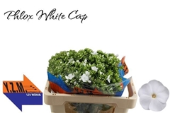 Phlox Whitecap 50cm