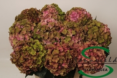 Hydrangea Royal Anastasia Classic 60cm 16-18cm Hd