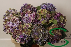 Hydrangea Harlekijn Classic 60cm 16-18cm Hd