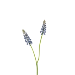 Artificial Flowers Muscari 45cm