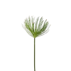 Artificial Flowers Papyrus 102cm
