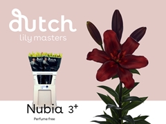 Lily Asiatic Nubia 80cm 3+