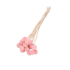Dried Flowers Craspedia 50cm X20