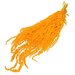 Dried Flowers Amaranthus Hanging 70cm X5