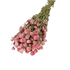 Dried Flowers Gomphrena 65cm 125g