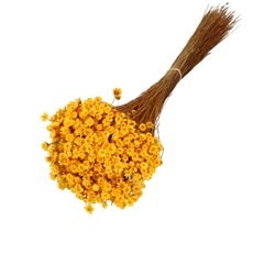 Dried Flowers Glixia 40cm 50g