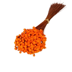 Dried Flowers Glixia 40cm 50g
