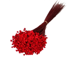 Dried Flowers Glixia 40cm 50g