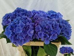 Hydrangea Pompidou 80cm 18-20cm Hd