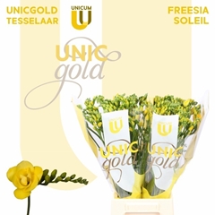 Freesia Double Soleil 50cm 20gr.