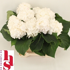 Hydrangea White Verena 40cm 13-15cm Hd