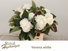 Hydrangea White Verena 60cm 15-17cm Hd