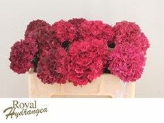 Hydrangea Rubyred 50cm 11-13cm Hd