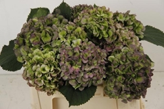 Hydrangea Verena Blue Classic 50cm 14-16cm Hd
