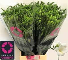 Freesia Single Corvette 50cm 25gr.