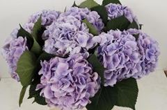 Hydrangea Verena Blue 60cm 16-18cm Hd