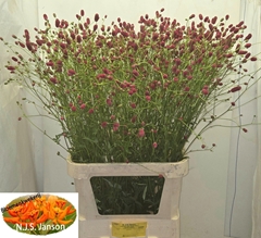 Sanguisorba Officinalis Arnhem 100cm