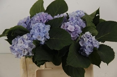 Hydrangea Verena Blue 50cm 13-15cm Hd