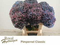 Hydrangea Pimpernel Classic 60cm 17-19cm Hd