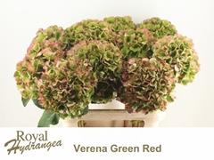 Hydrangea White Verena Classic 80cm 22-24cm Hd