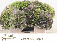 Hydrangea Verena Blue Classic 50cm 17-19cm Hd