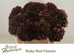 Hydrangea Rubyred Classic 50cm 12-14cm Hd