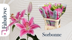 Lily Oriental Sorbonne 85cm 3+
