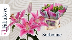 Lily Oriental Sorbonne 85cm 4+