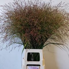 Panicum Warrior 90cm