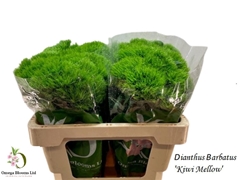 Dianthus Barb Kiwi Mellow 50cm