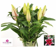 Lily Oriental King Solomon 60cm 1+