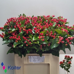 Hypericum Magical Impression 60cm