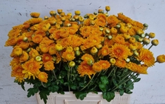 Chrysanth Spray Wendy Yellow 60cm 60gr.