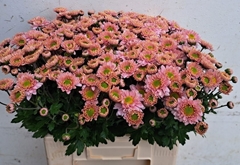 Chrysanth Spray Danielle Rose 60cm 60gr.