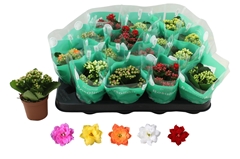 Kalanchoe Double Rosaline Mix 7Ø 15cm