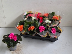 Begonia Double Mix 9Ø 18cm