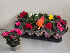 Begonia Double Mix 9Ø 25cm